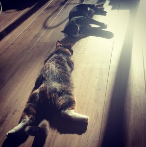 Instagram foto van twee katten