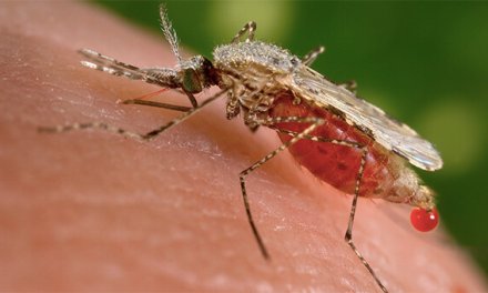 Preventief malariatabletten slikken in Azië en Latijns-Amerika niet meer nodig
