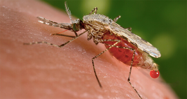 Preventief malariatabletten slikken in Azië en Latijns-Amerika niet meer nodig